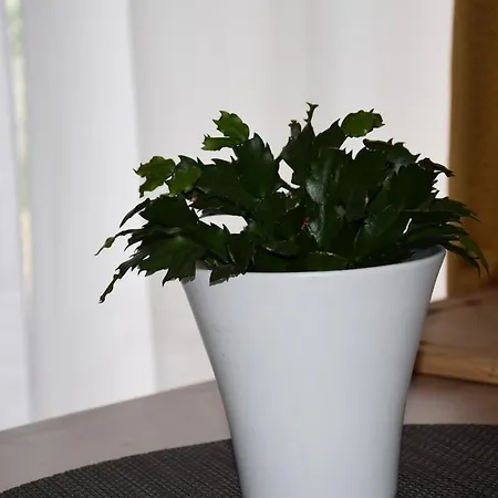 Apartment Cozy Atmosphere 4pers Near Eurexpo Groupamastadium *