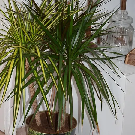 Cozy Atmosphere 4pers Near Eurexpo Groupamastadium Apartment *
